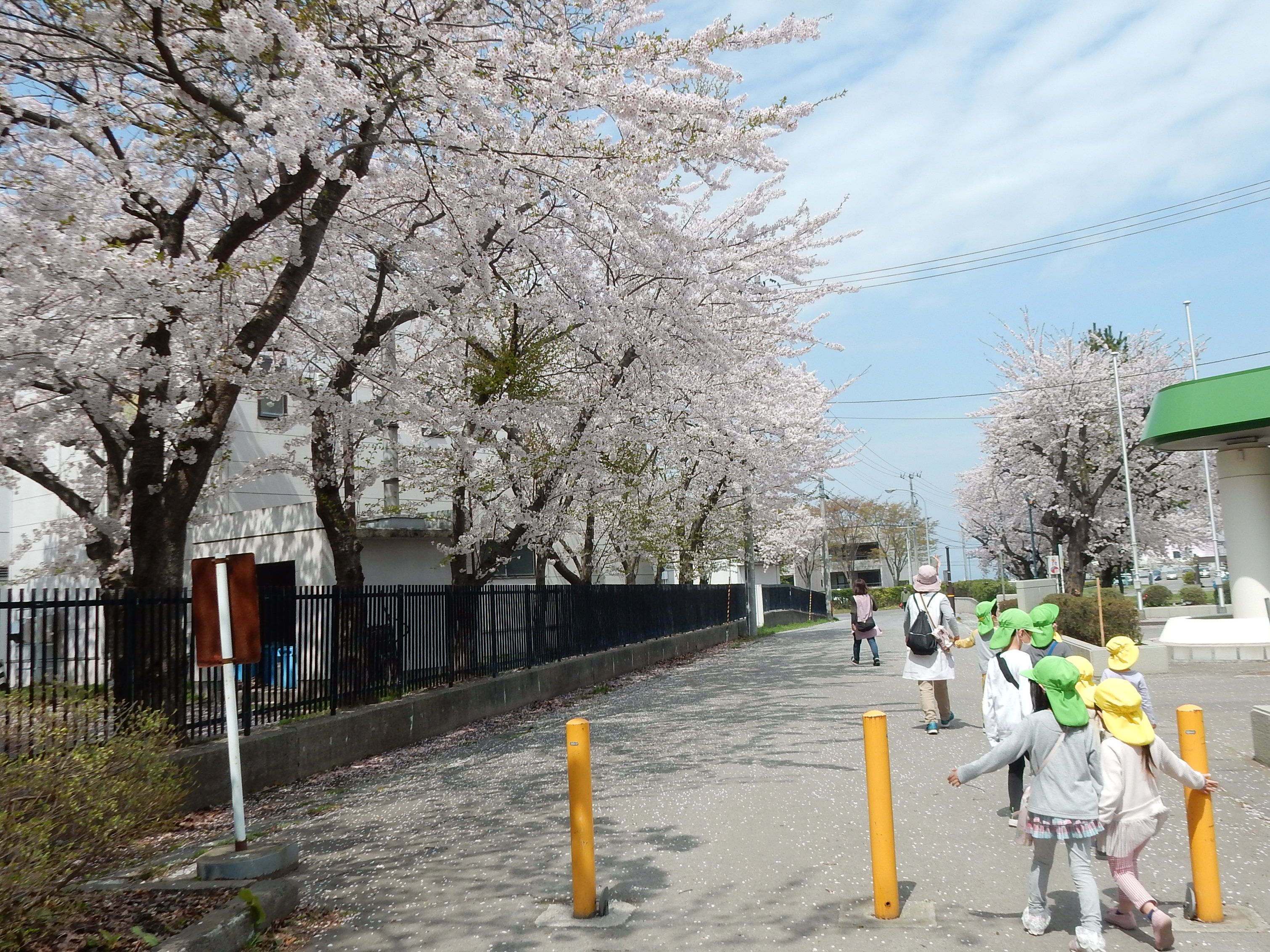 広い園庭には桜の他、栗・クルミ・ぶどうの木が植えられ、毎年収穫が楽しめます。
